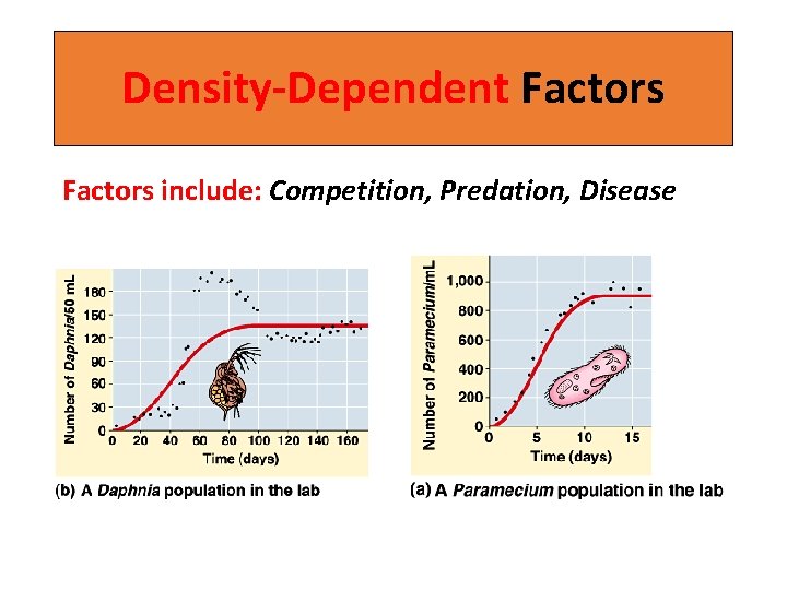 Density-Dependent Factors include: Competition, Predation, Disease 