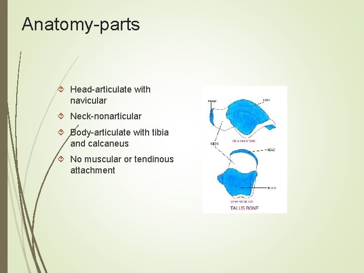 Anatomy-parts Head-articulate with navicular Neck-nonarticular Body-articulate with tibia and calcaneus No muscular or tendinous