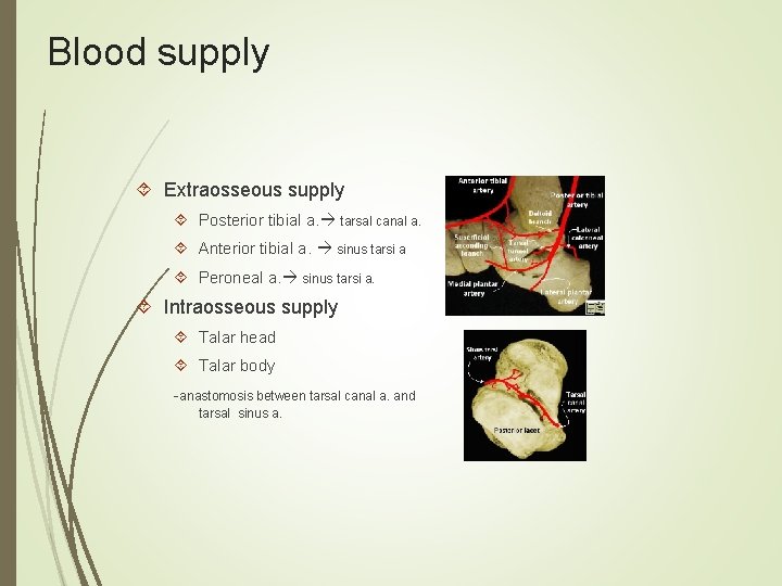 Blood supply Extraosseous supply Posterior tibial a. tarsal canal a. Anterior tibial a. sinus