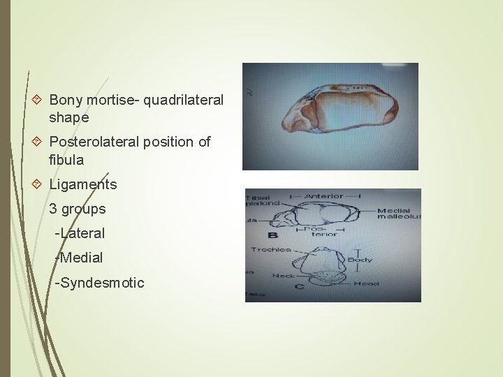  Bony mortise- quadrilateral shape Posterolateral position of fibula Ligaments 3 groups -Lateral -Medial