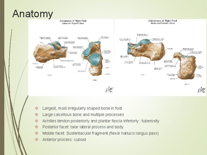 Anatomy Largest, most irregularly shaped bone in foot Large calcellous bone and multiple processes