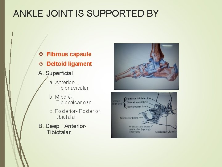ANKLE JOINT IS SUPPORTED BY Fibrous capsule Deltoid ligament A. Superficial a. Anterior. Tibionavicular