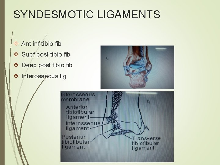 SYNDESMOTIC LIGAMENTS Ant inf tibio fib Supf post tibio fib Deep post tibio fib