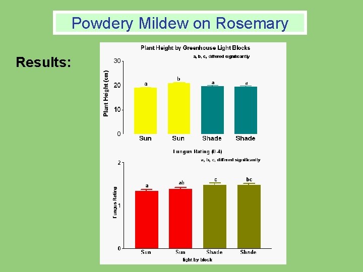 Powdery Mildew on Powdery on. Rosemary Results: Powdery Mildew on Powdery on. Rosemary Results: