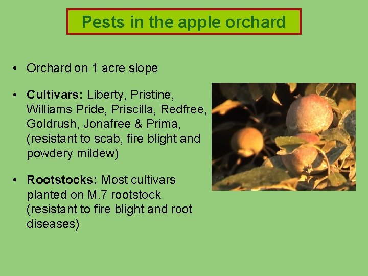 Pests in in the apple Pests apple orchard • Orchard on 1 acre slope Pests in in the apple Pests apple orchard • Orchard on 1 acre slope