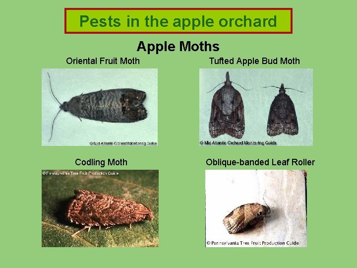 Pests in the apple orchard Apple Moths Oriental Fruit Moth Codling Moth Tufted Apple Pests in the apple orchard Apple Moths Oriental Fruit Moth Codling Moth Tufted Apple