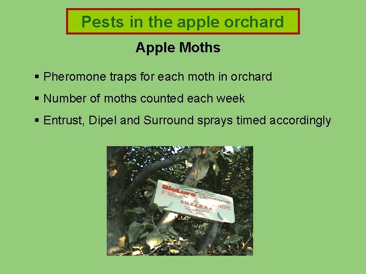 Pests in in the apple Pests apple orchard Apple Moths § Pheromone traps for Pests in in the apple Pests apple orchard Apple Moths § Pheromone traps for