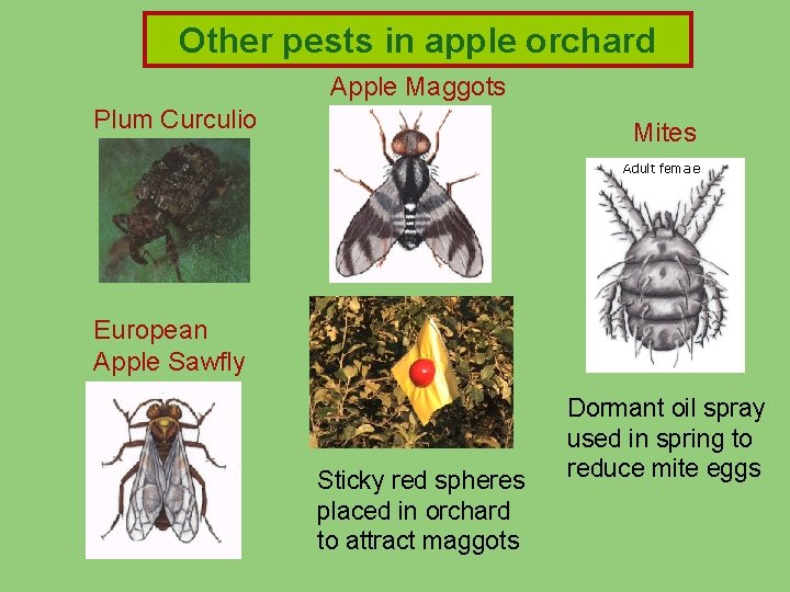 Other pests in apple orchard Apple Maggots Plum Curculio Mites European Apple Sawfly Sticky Other pests in apple orchard Apple Maggots Plum Curculio Mites European Apple Sawfly Sticky