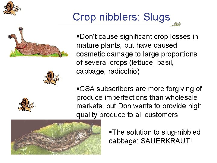 Crop nibblers: Slugs §Don’t cause significant crop losses in mature plants, but have caused Crop nibblers: Slugs §Don’t cause significant crop losses in mature plants, but have caused