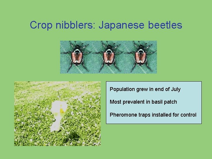 Crop nibblers: Japanese beetles Population grew in end of July Most prevalent in basil Crop nibblers: Japanese beetles Population grew in end of July Most prevalent in basil