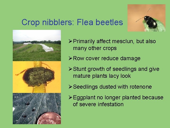 Crop nibblers: Flea beetles ØPrimarily affect mesclun, but also many other crops ØRow cover Crop nibblers: Flea beetles ØPrimarily affect mesclun, but also many other crops ØRow cover