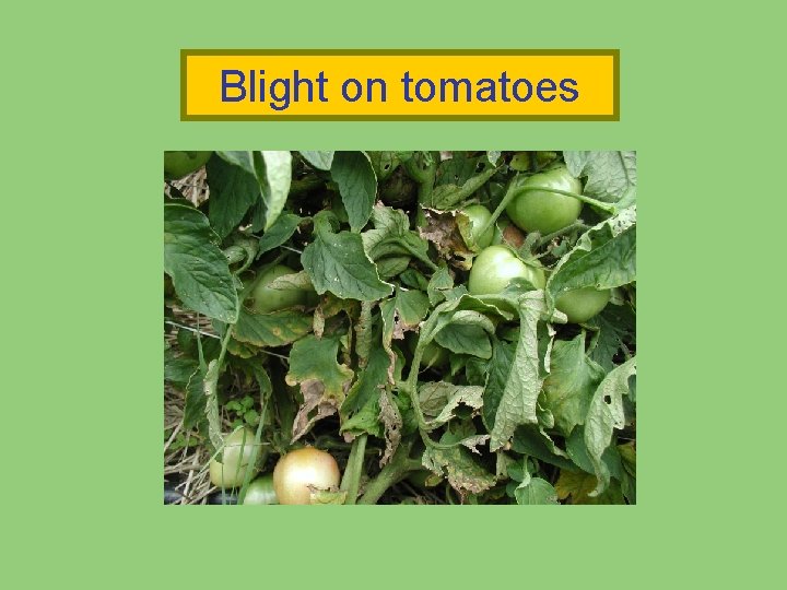 Blight on tomatoes Blight on tomatoes