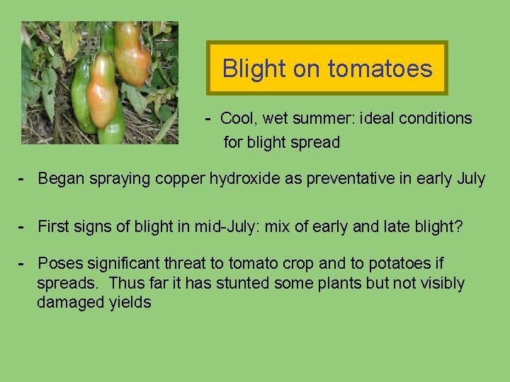 Blight on tomatoes - Cool, wet summer: ideal conditions for blight spread - Began Blight on tomatoes - Cool, wet summer: ideal conditions for blight spread - Began