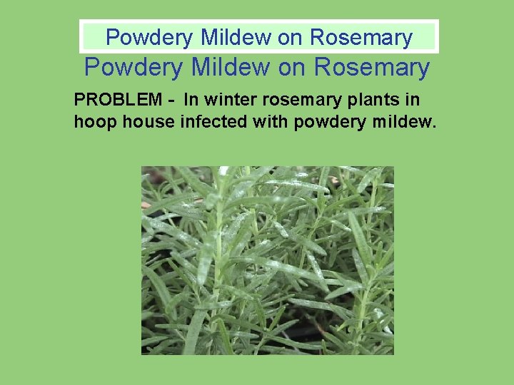 Powdery Mildew on Rosemary PROBLEM - In winter rosemary plants in hoop house infected Powdery Mildew on Rosemary PROBLEM - In winter rosemary plants in hoop house infected