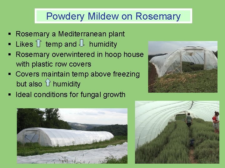 Powdery Mildew on Rosemary § Rosemary a Mediterranean plant § Likes temp and humidity Powdery Mildew on Rosemary § Rosemary a Mediterranean plant § Likes temp and humidity