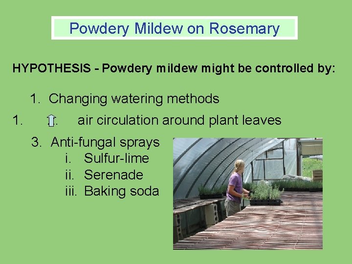 Powdery Mildew on Powdery on. Rosemary HYPOTHESIS - Powdery mildew might be controlled by: Powdery Mildew on Powdery on. Rosemary HYPOTHESIS - Powdery mildew might be controlled by: