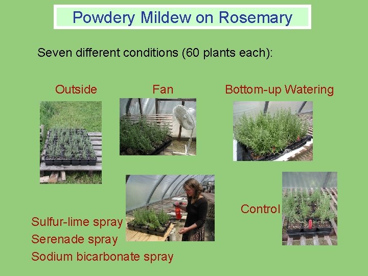 Powdery Mildew on Rosemary Seven different conditions (60 plants each): Outside Fan Sulfur-lime spray Powdery Mildew on Rosemary Seven different conditions (60 plants each): Outside Fan Sulfur-lime spray