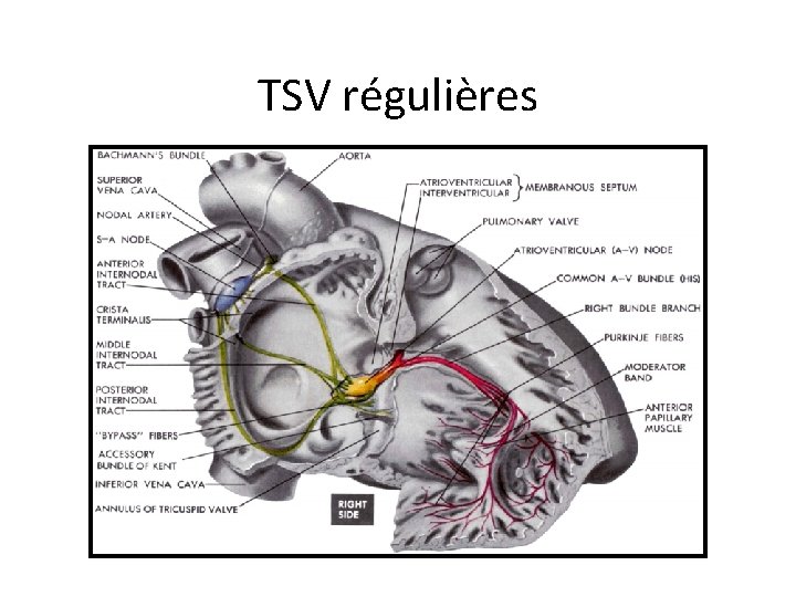 TSV régulières 