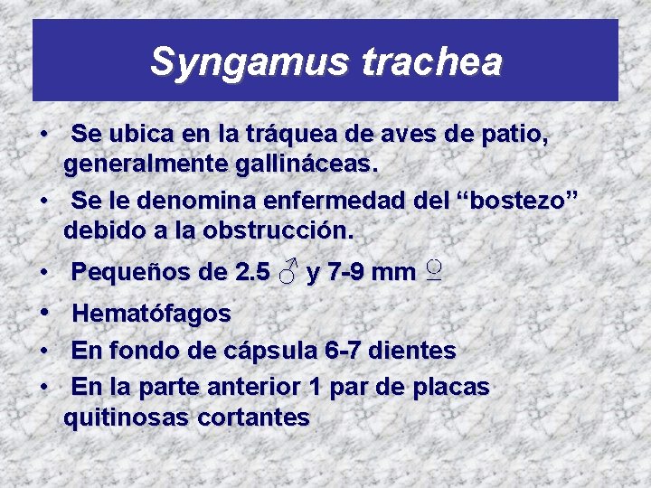 Syngamus trachea • Se ubica en la tráquea de aves de patio, generalmente gallináceas.