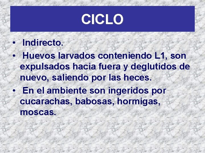 CICLO • Indirecto. • Huevos larvados conteniendo L 1, son expulsados hacia fuera y