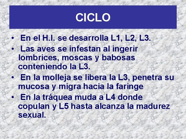 CICLO • En el H. I. se desarrolla L 1, L 2, L 3.