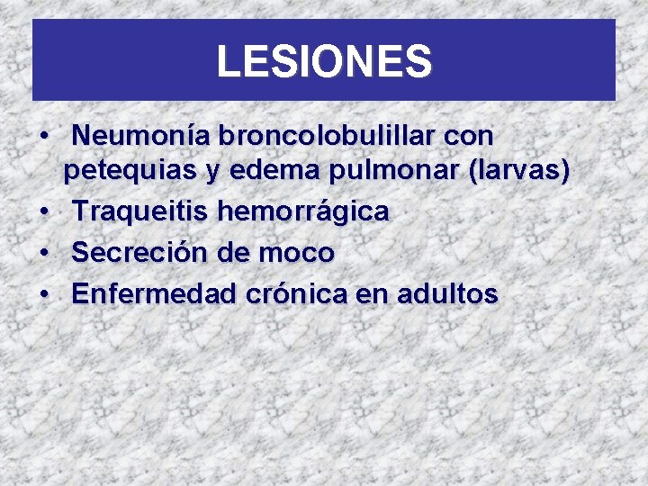 LESIONES • Neumonía broncolobulillar con petequias y edema pulmonar (larvas) • Traqueitis hemorrágica •