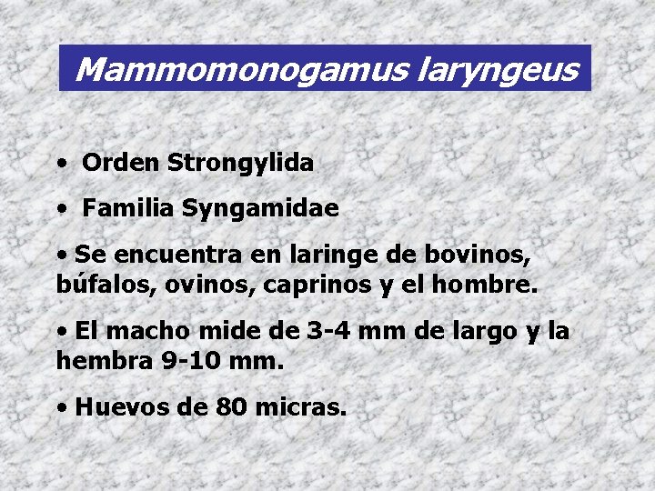 Mammomonogamus laryngeus • Orden Strongylida • Familia Syngamidae • Se encuentra en laringe de