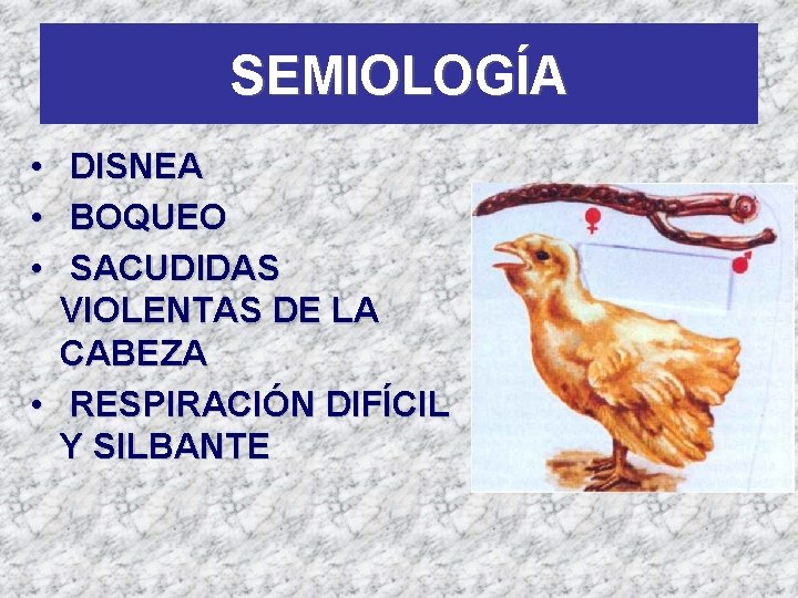 SEMIOLOGÍA • • • DISNEA BOQUEO SACUDIDAS VIOLENTAS DE LA CABEZA • RESPIRACIÓN DIFÍCIL