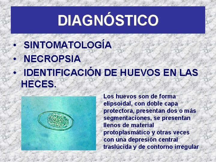 DIAGNÓSTICO • • • SINTOMATOLOGÍA NECROPSIA IDENTIFICACIÓN DE HUEVOS EN LAS HECES. Los huevos