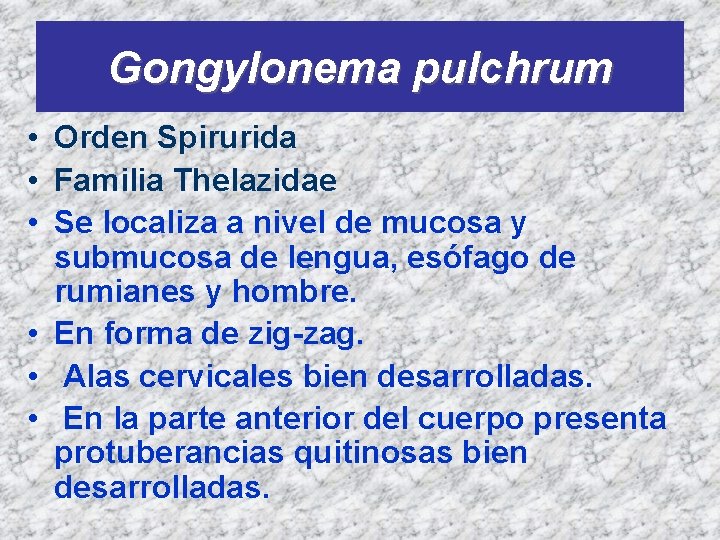 Gongylonema pulchrum • Orden Spirurida • Familia Thelazidae • Se localiza a nivel de