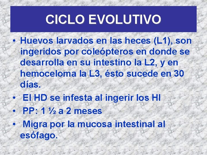 CICLO EVOLUTIVO • Huevos larvados en las heces (L 1), son ingeridos por coleópteros