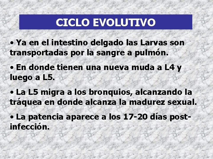 CICLO EVOLUTIVO • Ya en el intestino delgado las Larvas son transportadas por la