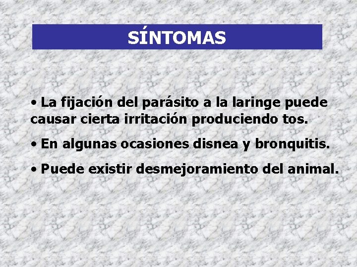 SÍNTOMAS • La fijación del parásito a la laringe puede causar cierta irritación produciendo