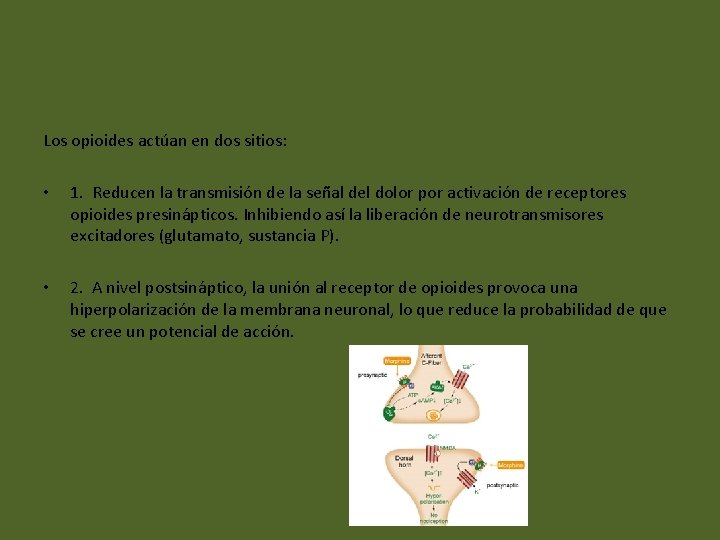 Los opioides actúan en dos sitios: • 1. Reducen la transmisión de la señal