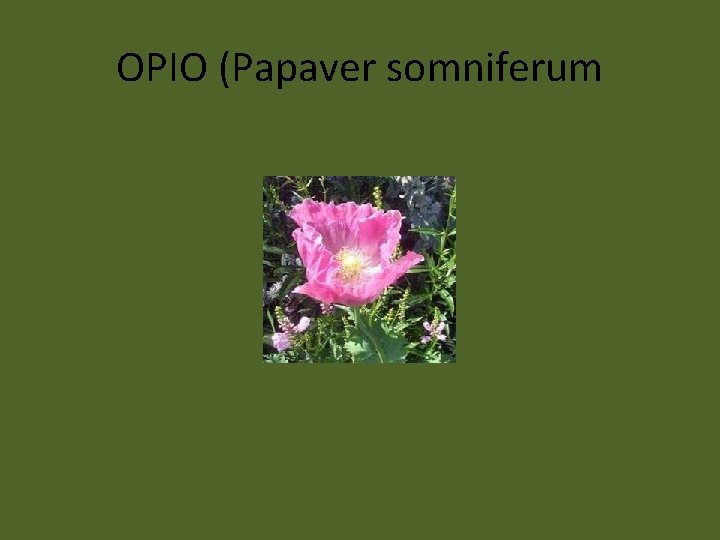 OPIO (Papaver somniferum 