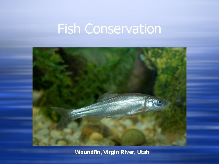 Fish Conservation Woundfin, Virgin River, Utah 