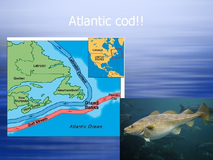 Atlantic cod!! 