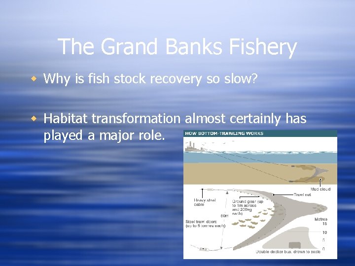 The Grand Banks Fishery w Why is fish stock recovery so slow? w Habitat