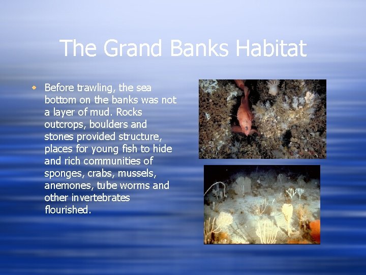 The Grand Banks Habitat w Before trawling, the sea bottom on the banks was