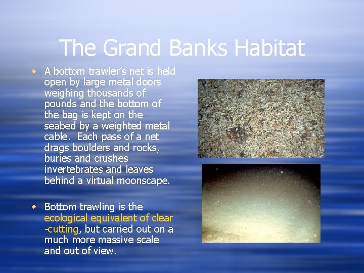 The Grand Banks Habitat w A bottom trawler’s net is held open by large