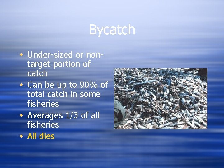 Bycatch w Under-sized or nontarget portion of catch w Can be up to 90%