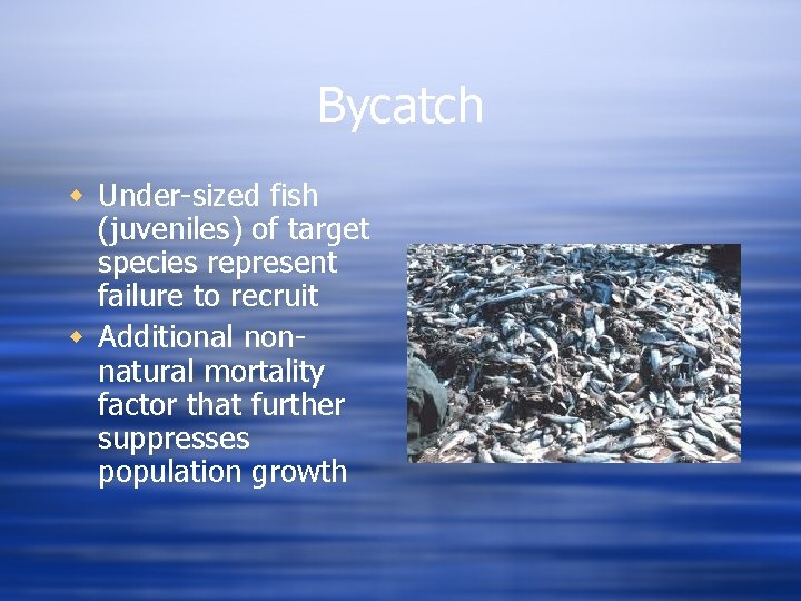 Bycatch w Under-sized fish (juveniles) of target species represent failure to recruit w Additional