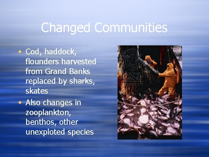 Changed Communities w Cod, haddock, flounders harvested from Grand Banks replaced by sharks, skates