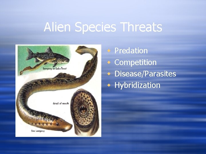 Alien Species Threats w w Predation Competition Disease/Parasites Hybridization 