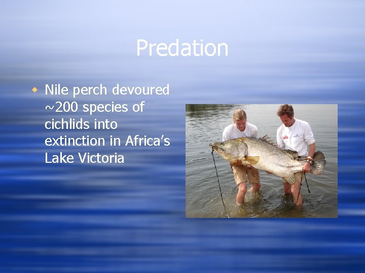 Predation w Nile perch devoured ~200 species of cichlids into extinction in Africa’s Lake