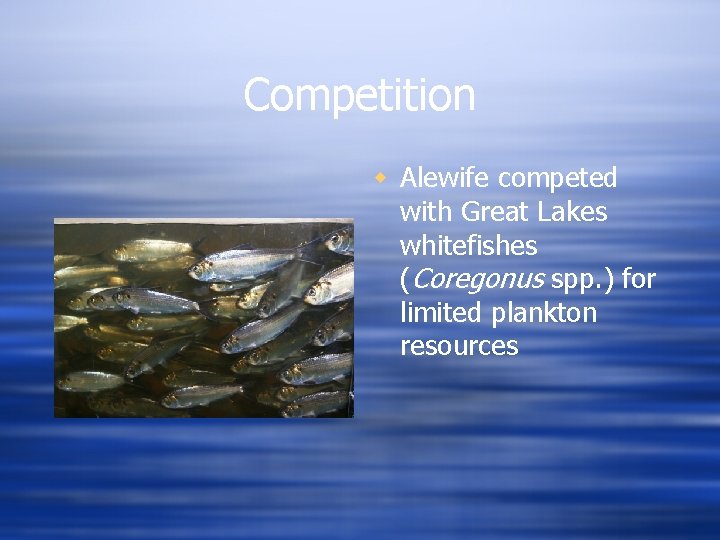 Competition w Alewife competed with Great Lakes whitefishes (Coregonus spp. ) for limited plankton