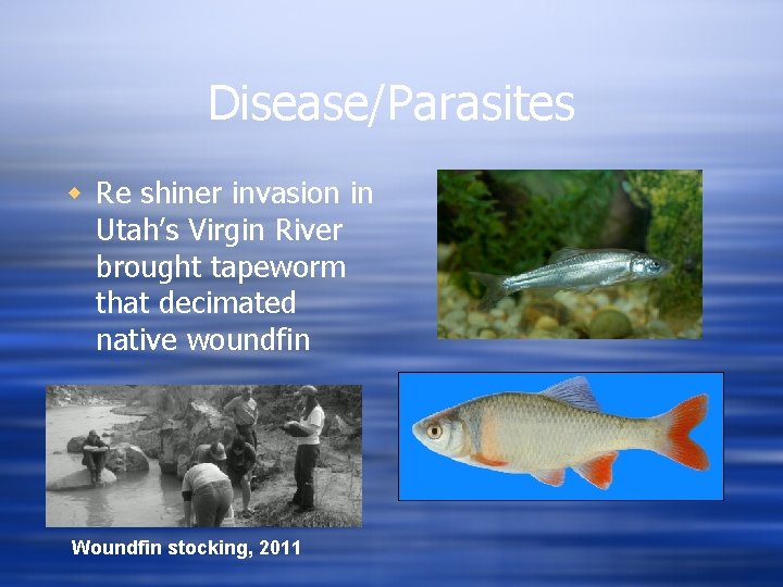 Disease/Parasites w Re shiner invasion in Utah’s Virgin River brought tapeworm that decimated native