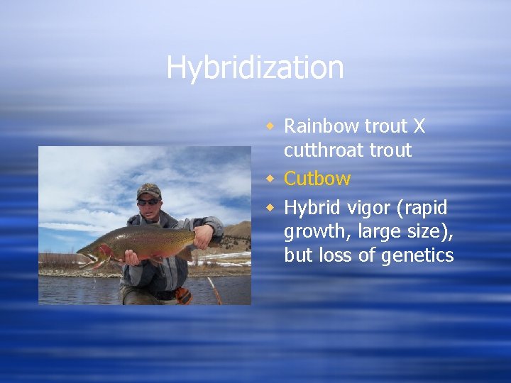 Hybridization w Rainbow trout X cutthroat trout w Cutbow w Hybrid vigor (rapid growth,