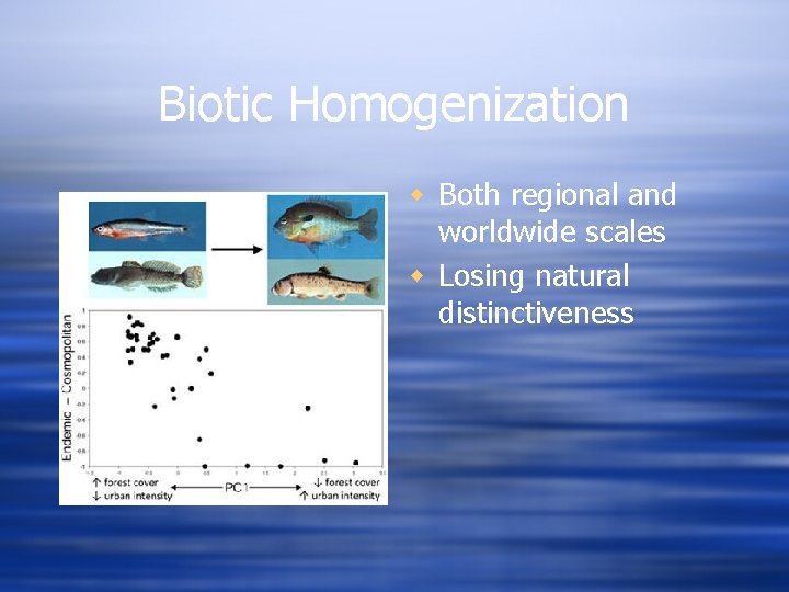 Biotic Homogenization w Both regional and worldwide scales w Losing natural distinctiveness 