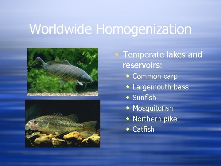 Worldwide Homogenization w Temperate lakes and reservoirs: w w w Common carp Largemouth bass